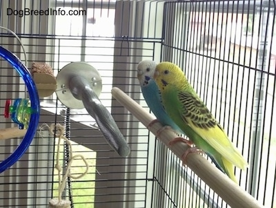 Two Parakeets are standing on a stick in a cage and they are looking to the left. There is a metal pole in front of it.