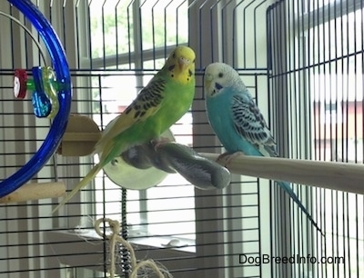 A green and yellow with black Parakeet is standing on a metal pole and it is looking forward. There is a blue with white and black Parakeet is standing on a stick looking at the other Parakeet.