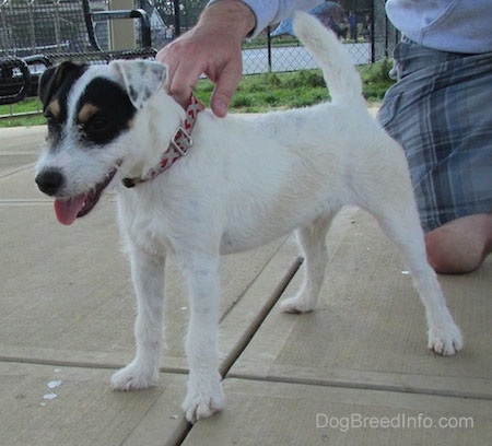 Front side view - A white with black Parson Russell Terrier dog is standing on a concrete surface. There is a person on there knees holding on to the puppys collar.