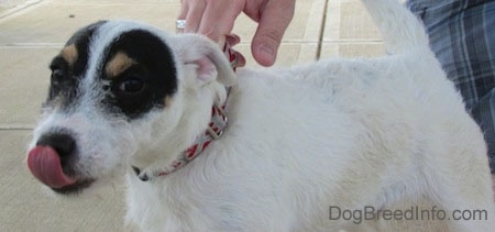 Close up front side view - A white with black and tan Parson Russell Terrier dog is standing on a concrete surface and it is licking its nose. There is a person holding onto its collar.