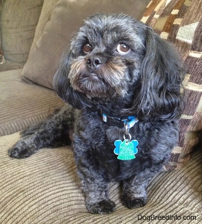 A black with grey and tan Peek-a-poo is sitting on a tan couch and it is looking up and forward. You can see the white in its brown eye as its head is turned to the left but eyes are looking to the right.