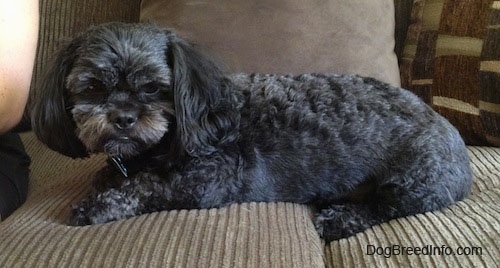 A wavy-coated, black with grey and tan Peek-a-poo is laying across a tan couch and it is looking over the edge of the couch. There is a person sitting next to it.