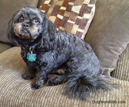 Side view - A wavy-coated, black with grey and tan Peek-a-poo is sitting on a tan couch looking towards the camera.