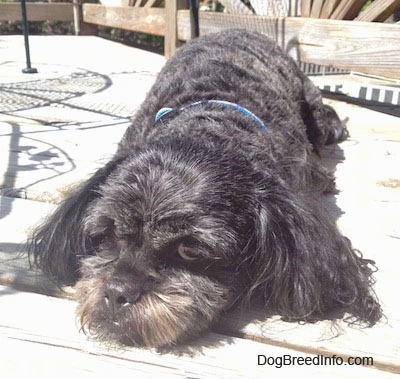 Close up - A wavy-coated black with grey and tan Peek-a-poo is laying down on a wooden deck.