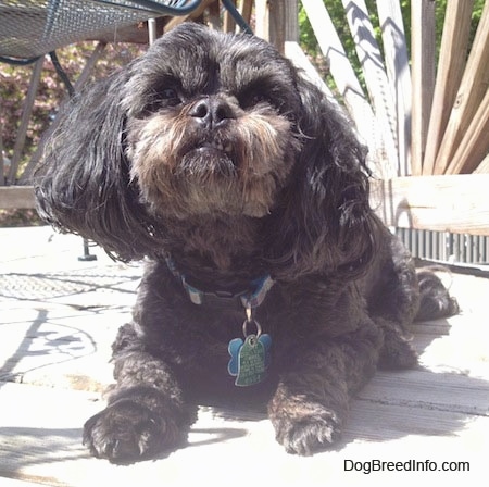 A black with grey and tan Peek-a-poo is laying on a wooden porch. It has fluffy hair on its ears.