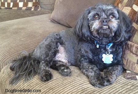 A black with grey and tan Peek-a-poo is laying on a tan couch against a pillow and it is looking up. Its bottom teeth are showing because of an underbite