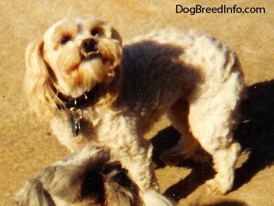 A white Peke-A-Poo is standing on a cement deck in the sun looking up. There is another dog standing in front of it. Its bottom teeth are showing from an underbite.