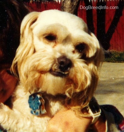 Close up head shot - A white Peke-A-Poo is laying in a persons arm and it is looking forward. Its bottom teeth are showing from an underbite.