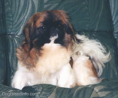 Front view - A white with brown and black Pekingese is sitting in a green leather chair and it is looking forward.