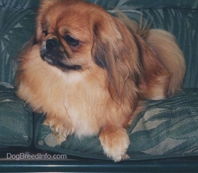 Front side view - A brown with white and black Pekingese is laying on a couch and it is looking to the left.