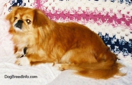 Side view - A brown with white Pekingese is laying across a white couch and it is looking to the left. There is a knitted blanket behind it.