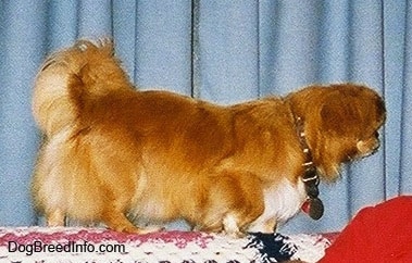Side view - A brown with white Pekingese is walking across the back of a couch.