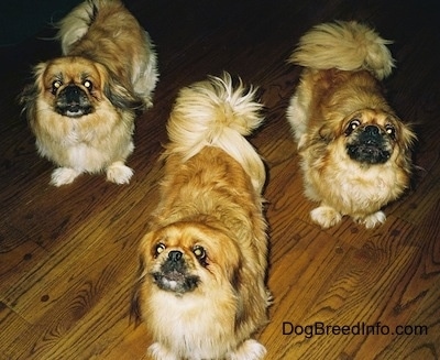 Three barking tan and brown with white and black Pekingese dogs are standing on a wooden floor and they are looking up.