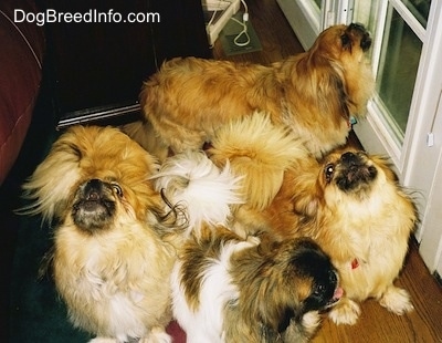Three tan and brown with white and black Pekingese are howling with there heads up. There is a white with brown and black Pekingese dog looking to the right with its tongue showing. They are in front of a white glass door that leads to the outside.