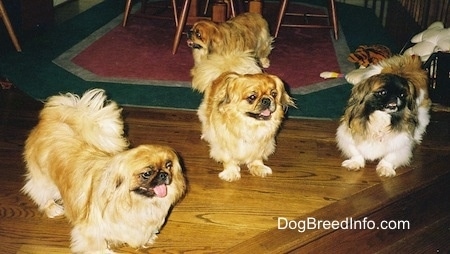 Three Pekingese are standing in front of a wooden step and they are looking to the right. There is a tan and brown with white and black Pekingese dog standing on a rug looking to the left behind them.