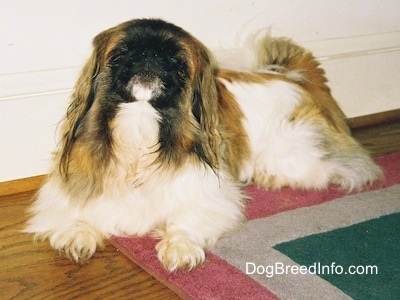 Front side view - A white with brown and black Pekingese is laying across a rug and it is looking up.