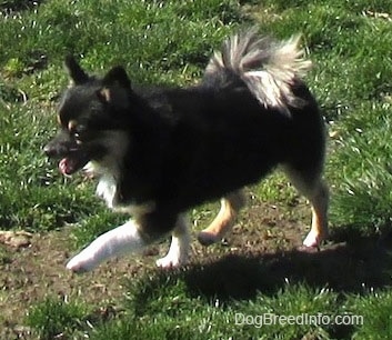 Side view - A black with white and tan Pomchi is walking across a field, it is looking to the left and Its mouth is open. It has longer fringe hair on its tail.