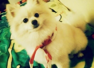 Close up - A cream Pomeranian is wearing a bandana sitting on a blanket on a bed looking up.