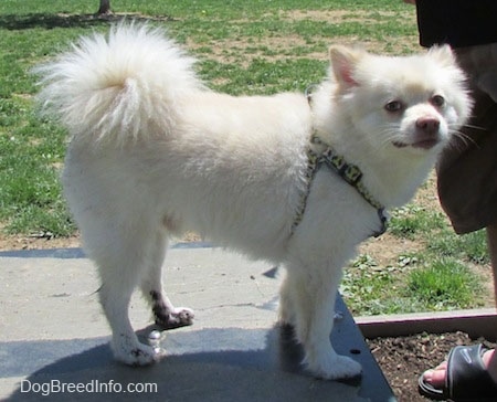 Right Profile - A white with tan Pomimo is standing on a surface in a part and it is looking forward. There is a person in sandels in front of it.