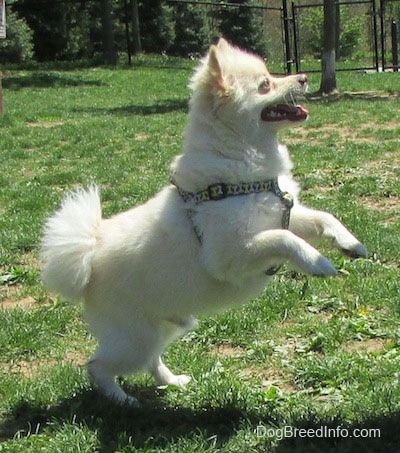 The right side of a white with tan Pomimo is standing on its back legs with its front paws off of the ground in grass and it is looking up and to the right.