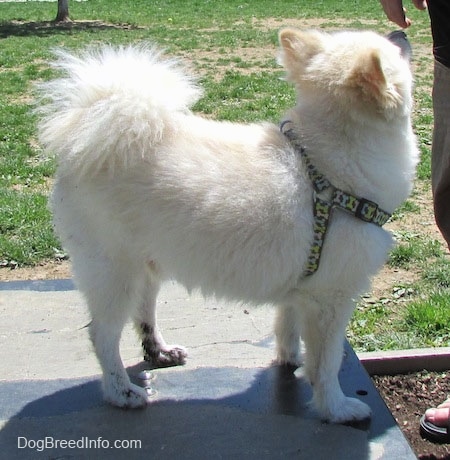 Right Profile -  A white with tan Pomimo is standing on a surface and it is looking to the left at a person that is standing in front of it.