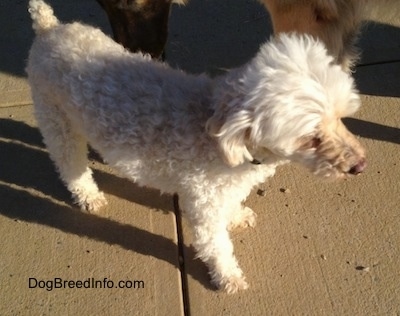 View from the top looking down - A white with tan Miniature Poodle is standing on a concrete surface. Behind it is a bigger dog.