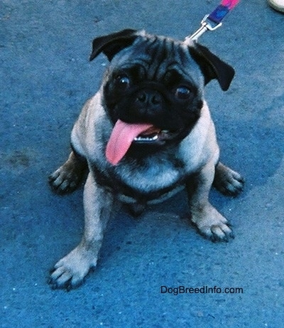 Close up - A tan with black Pug is sitting on a stone surface and it is looking up. Its mouth is open and its tongue is hanging out the left side of its mouth.