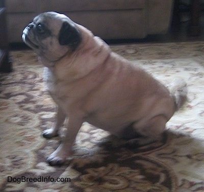 Left Profile - A fat tan with black Pug is sitting on a rug and it is looking up and to the left.