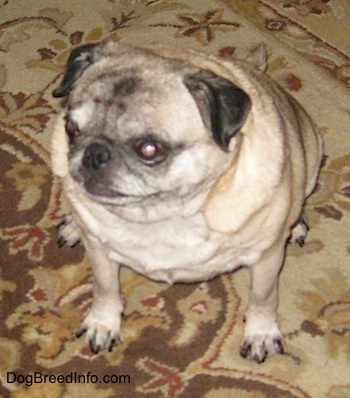 Topdown view of a graying, fat tan with black Pug that is sitting on a rug and it is looking to the left.