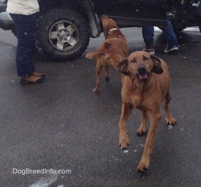 Two large breed Redbone Coonhounds are standing on a blacktop surface. One is running to the Jeep behind it and the other is running forward.