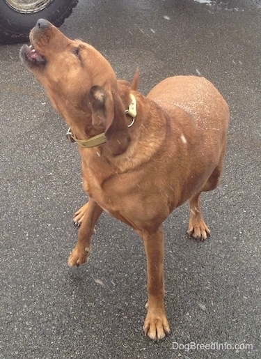 Front side view - A Redbone Coonhound is standing on a blacktop surface and it is looking up and to the left. The dog is barking at the snow falling.