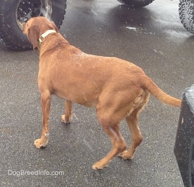 The back left side of a Redbone Coonhound that is standing on a blacktop surface. Snow is beginning to accumulate on the back of the dog.