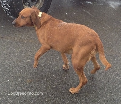 The back left side of an overweight Redbone Coonhound that is standing on a blacktop surface. It is looking to the left and snow is beginning to accumulate on its back.