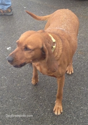 The front right side of an overweight Redbone Coonhound that is standing on a blacktop surface and it is looking to the left. It is actively snowing.