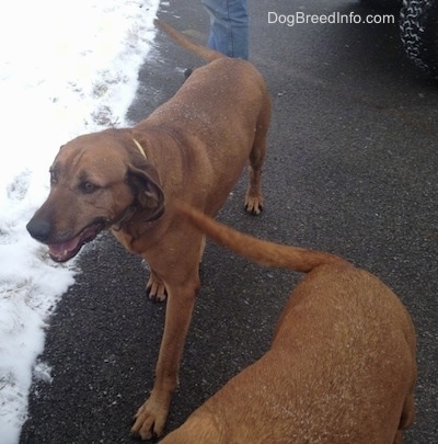 Two Redbone Coonhounds are walking down a blacktop surface. There is a slight snow accumulation to the left of them. It is actively snowing in the image.