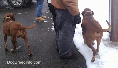 The back of two Redbone Coonhounds that are walking across a blacktop surface and in snow. There are three people standing to the left of one of the dogs.
