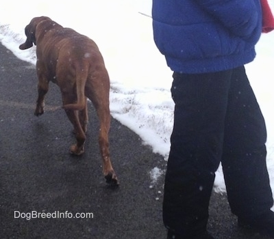 The back of a Redbone Coonhound that is walking along the side of a blacktop parking lot. There is a person in a blue coat behind it.