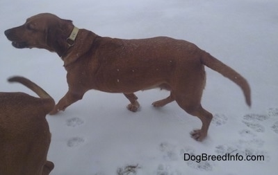 Two Redbone Coonhounds are walking across a snowy frozen lake.