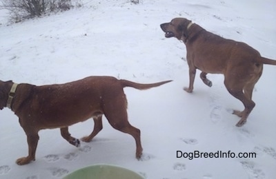 The left side of two Redbone Coonhounds that are walking in snow in different directions.