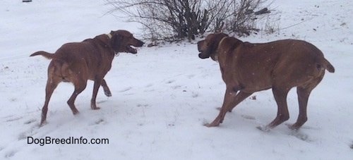 Two Redbone Coonhounds are standing in snow across from each other. Their mouths are open.