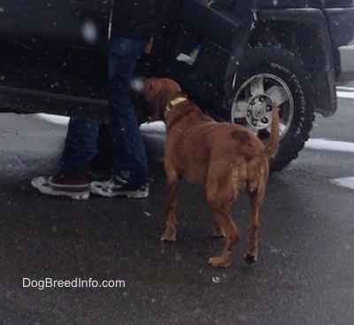 The back of a Redbone Coonhound that is sniffing the back of a person in a jeep. It is actively snowing.