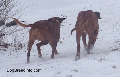 The back of two Redbone Coonhounds that are walking across a snowy yard.