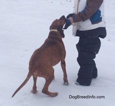 The back of a Redbone Coonhound that is preparing to jump up against a person in a white coat.