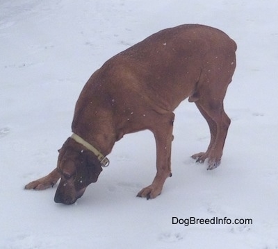 The left side of a Redbone Coonhound that is sniffing the snow.