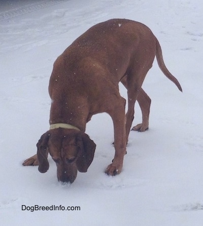 The front of a Redbone Coonhound that is sniffing and moving snow with its nose.