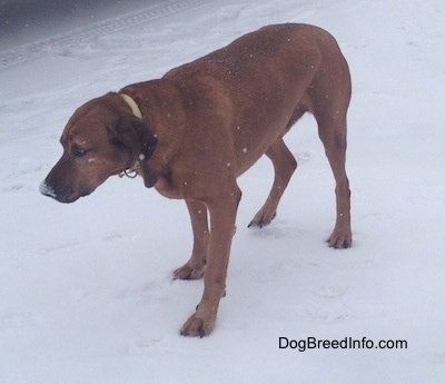 The front right side of a Redbone Coonhound that is standing in snow and looking to the left.