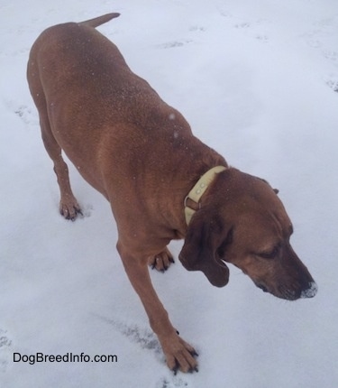 The front left side of a Redbone Coonhound that is walking across a snowy frozen lake. It is looking to the right.