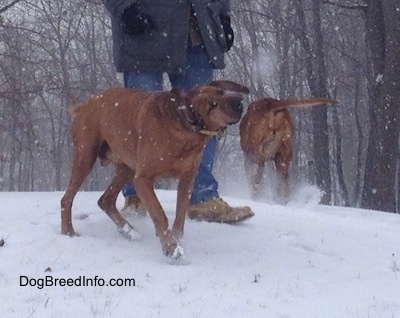 A Redbone Coonhound is shaking off snow that it is covered in. Behind it is a person in a grey coat. There is a second Redbone Coonhound that is walking up a snowy hill.