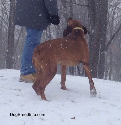 The right side of a Redbone Coonhound that is standing in snow and it is looking at a person in a grey coat.