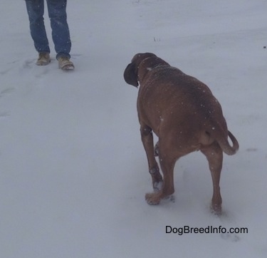 The back of a Redbone Coonhound that is walking across a snowy frozen pond. There is a person in blue jeans in front of it.